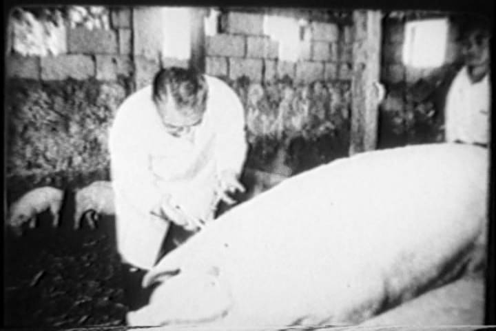 TVウィークリー　養豚農家のために読谷における養豚