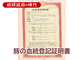 豚の血統登記証明書